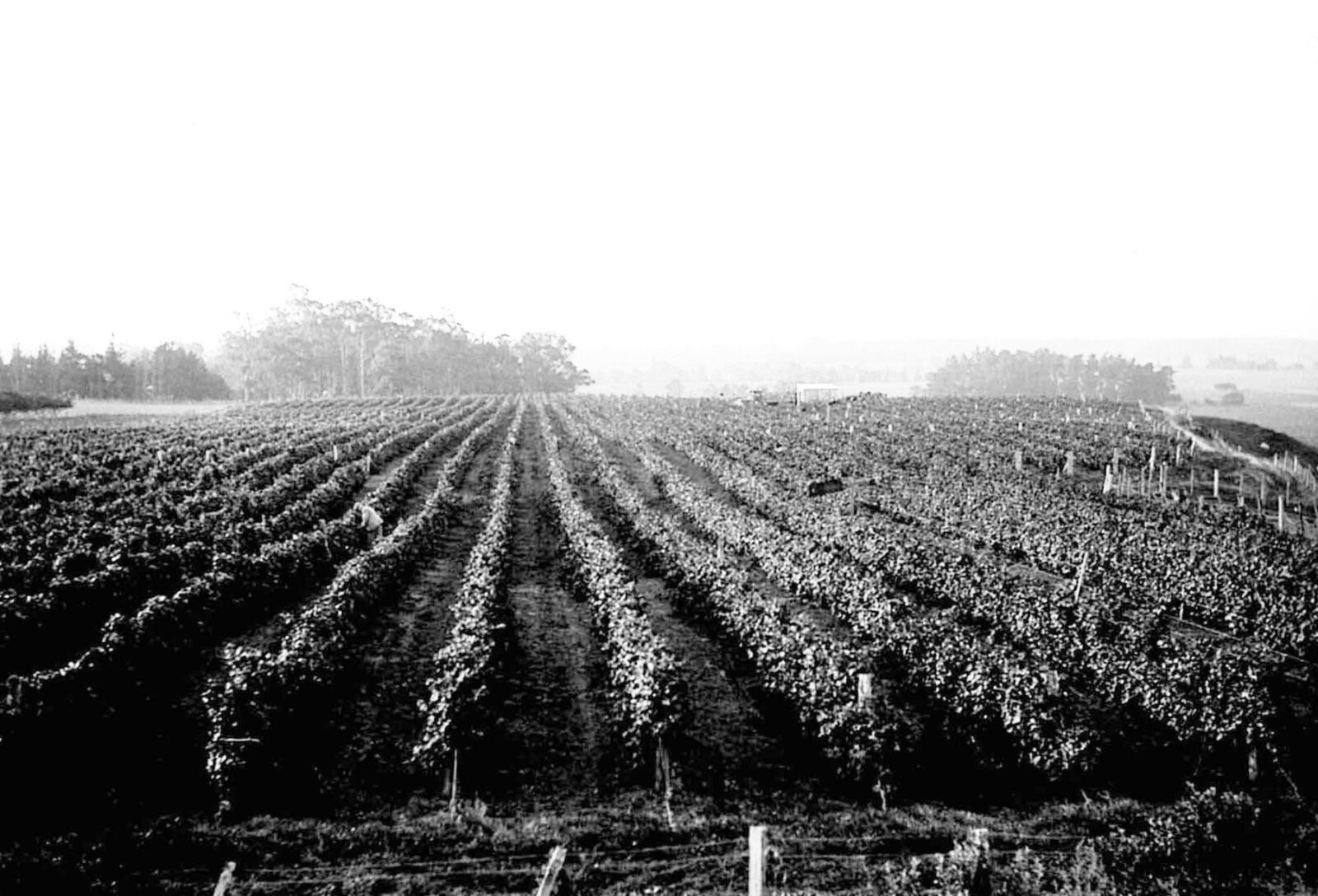 The 1890s to a Modern Project: Stories of Pinot Noir on Te Mata Vineyards