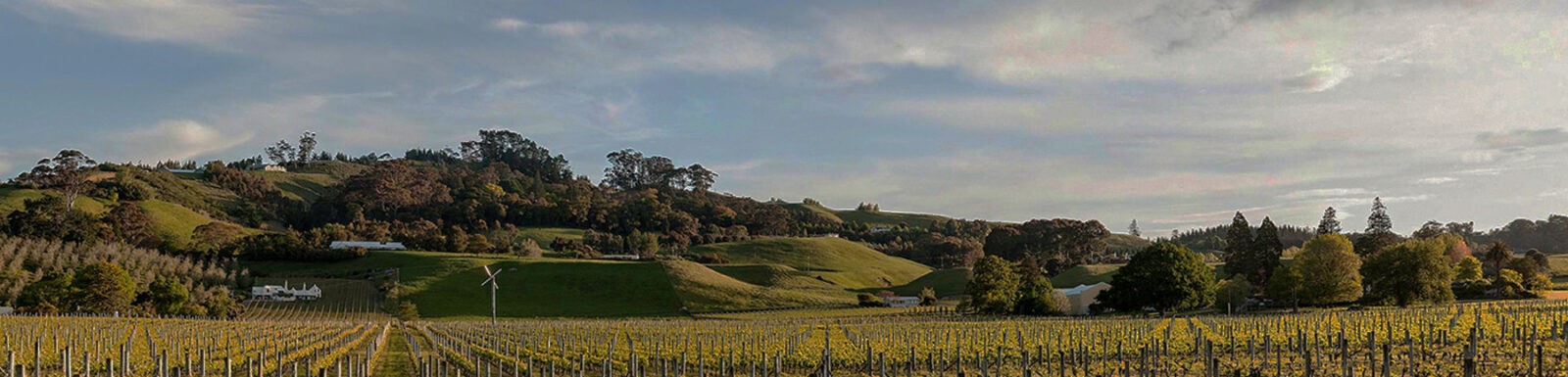 Wines & Limited Selections - Te Mata Estate