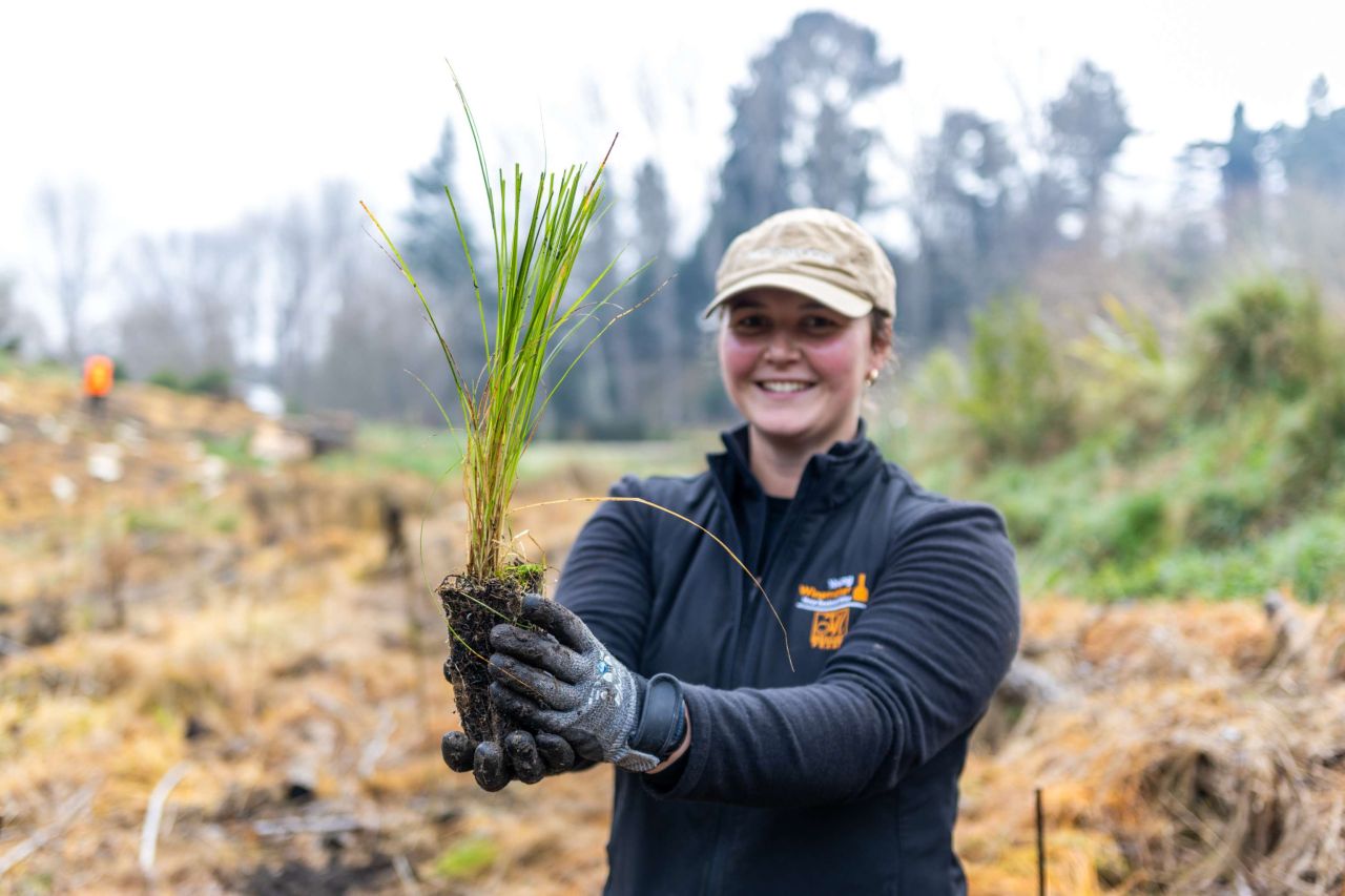 Planting trees in Te Mata Park